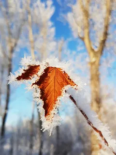 霜降节气背景高清 霜降节气背景高清