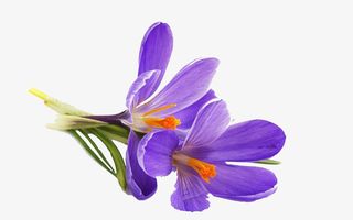 美丽的紫罗兰免抠