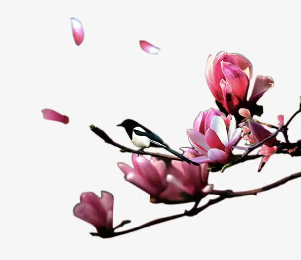 桃花上的喜鹊免抠