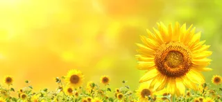 太阳花向日葵唯美背景banner