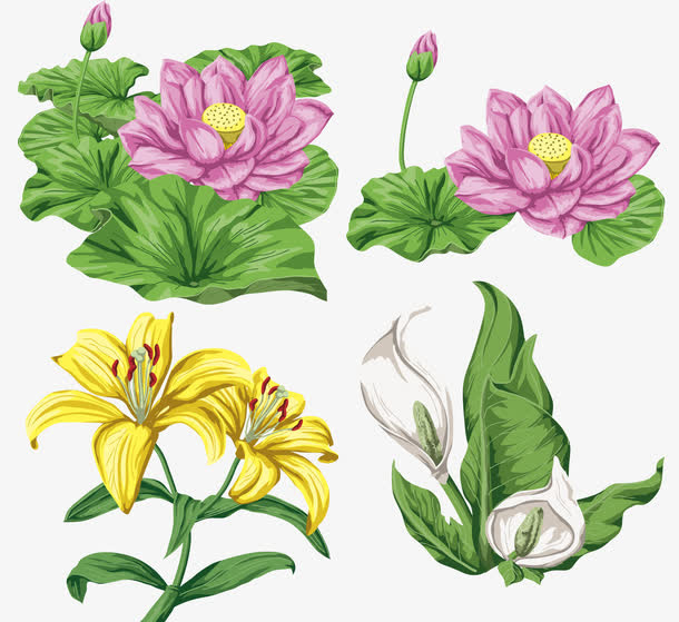 鲜花免抠