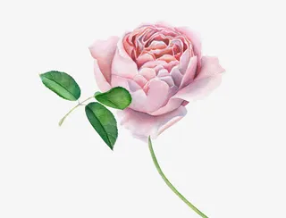 水彩手绘玫瑰免抠