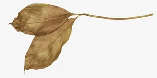 棕色枯枝枯叶免抠