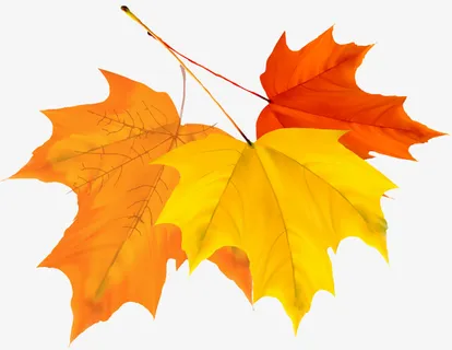 落叶 树叶 枯黄 枯萎 叶子免抠