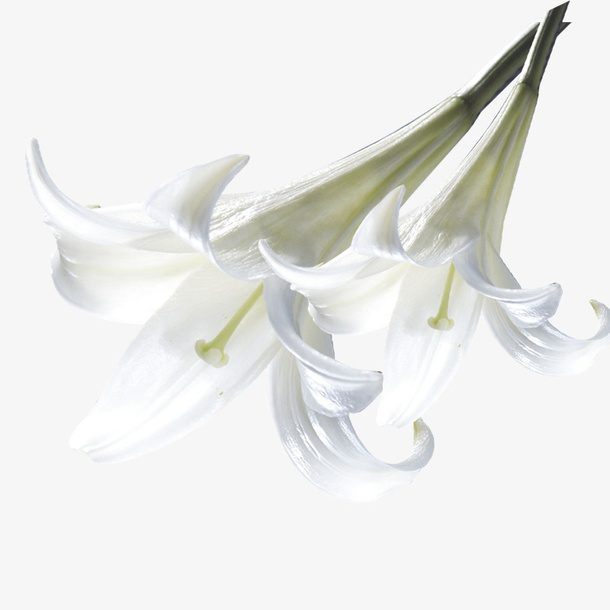 白色鲜花免抠