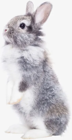 站起来的兔子免抠