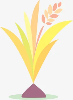 成熟的稻谷免抠