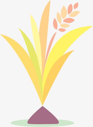 成熟的稻谷免抠