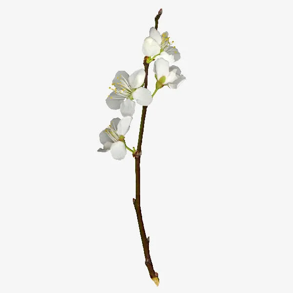 唯美鲜花免抠