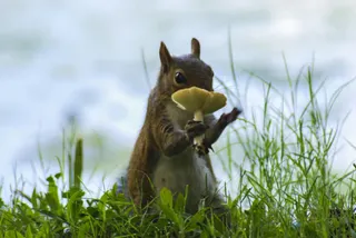 草地模糊松鼠萌物免抠