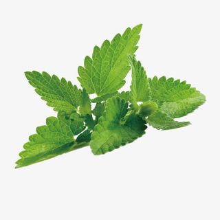 矢量绿色树叶免抠 矢量绿色树叶免抠