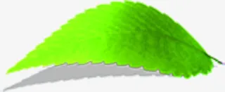 绿色清爽春天树叶景色免抠