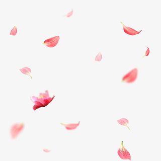 散落唯美花瓣设计元素免抠