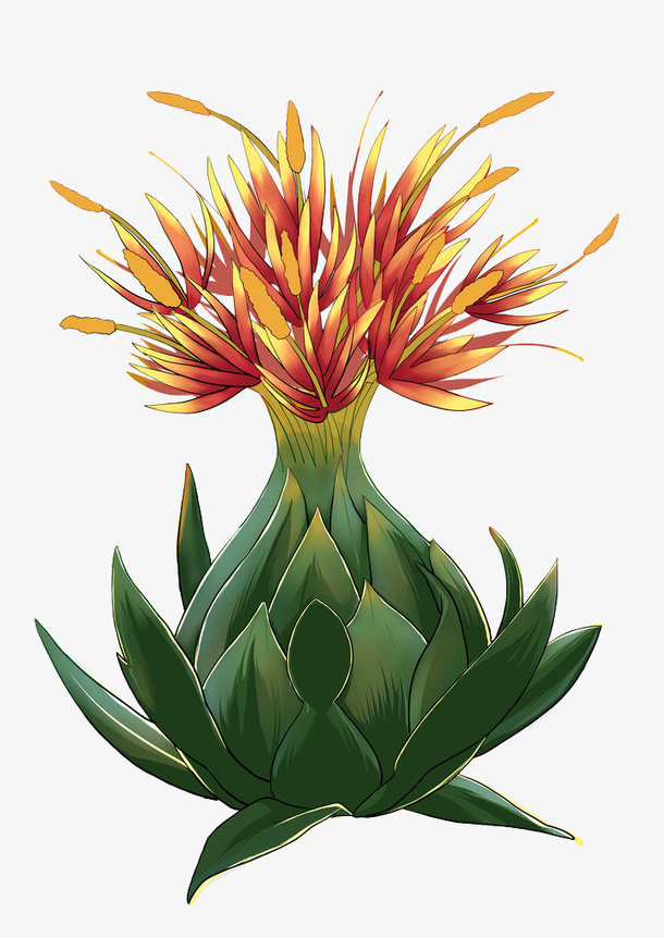 卡通手绘中草药素材免抠