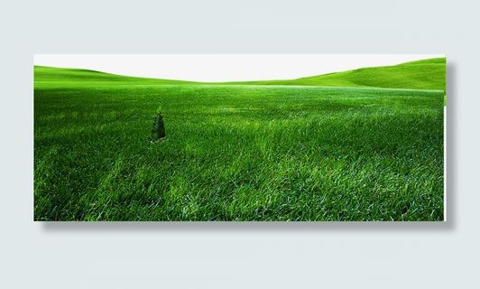 草地草原绿色植物免抠 草地草原绿色植物免抠