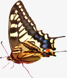 彩色春天蝴蝶设计免抠装饰动物元素 彩色春天蝴蝶设计免抠装饰动物元素