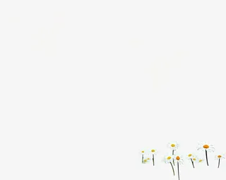 春天清新白色雏菊花朵免抠