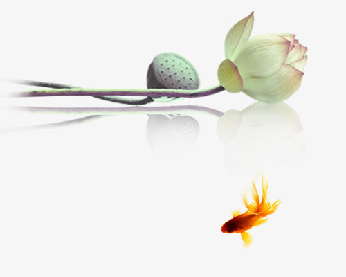 荷花莲蓬金鱼免抠