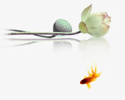 荷花莲蓬金鱼免抠