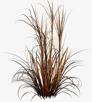 棕色枯草免抠
