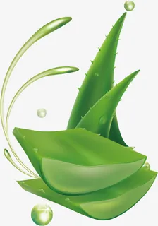 芦荟矢量图免抠
