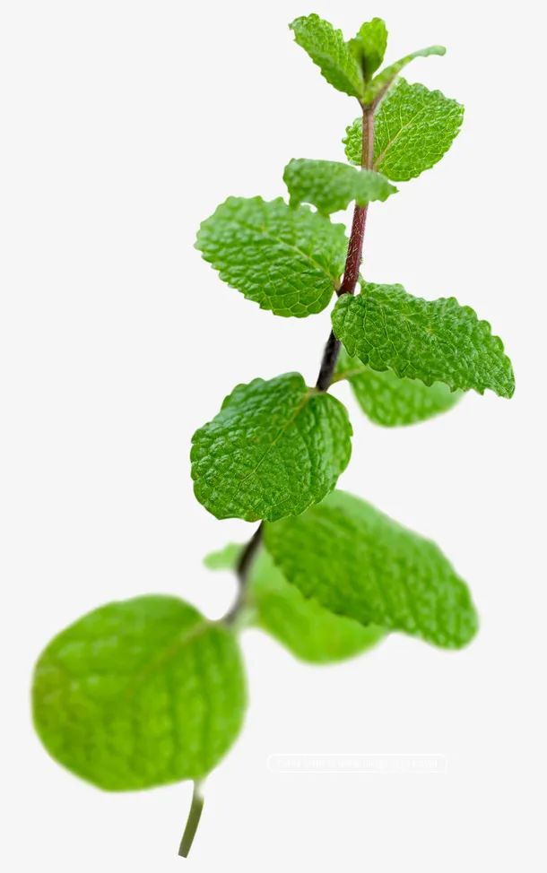 薄荷 植物 猫薄荷 一支免抠