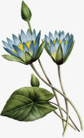 花免抠