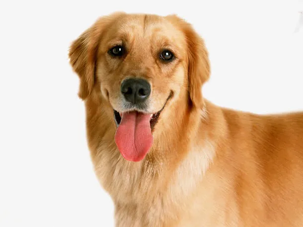金毛犬免抠