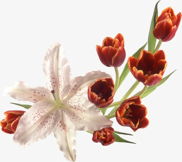 花束免抠