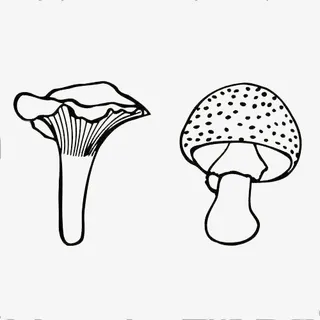 木耳蘑菇手绘免抠