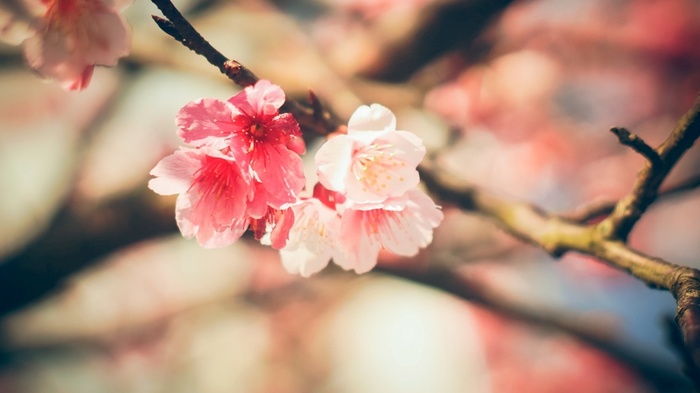 粉红色桃花的美丽高清