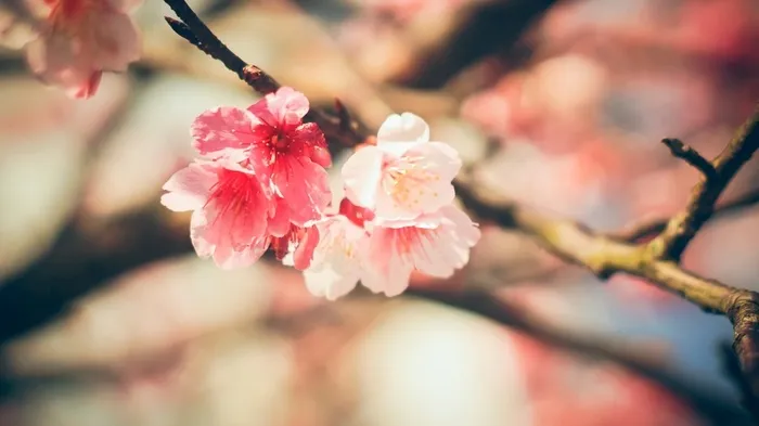 粉红色桃花的美丽高清