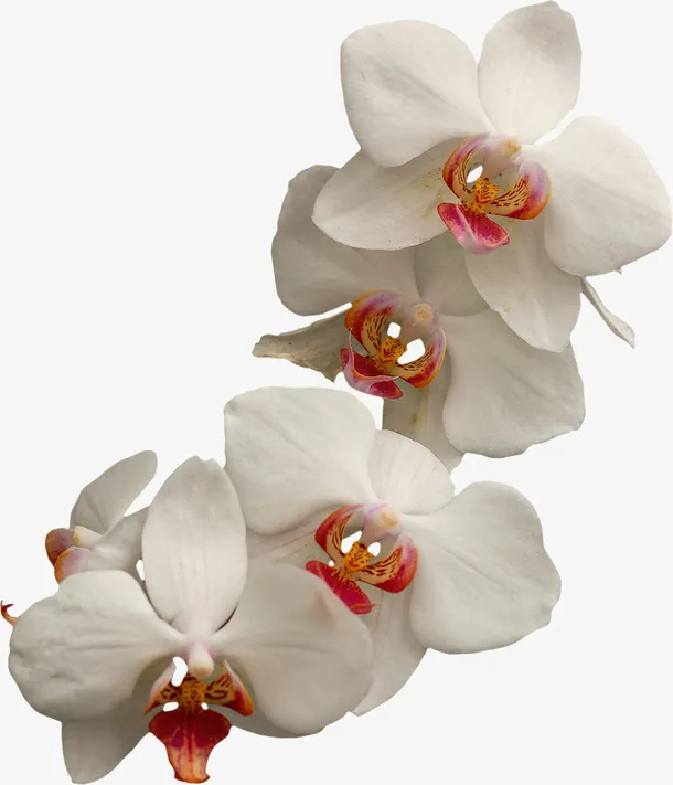 白色花朵免抠