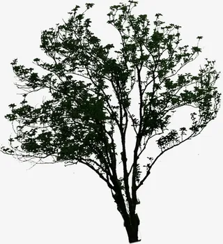 高档树影设计效果免抠