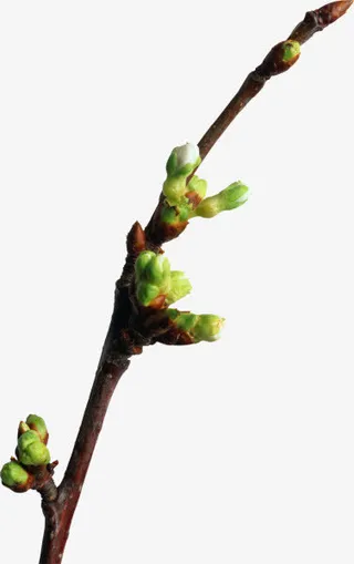 花苞盛开希望美景免抠