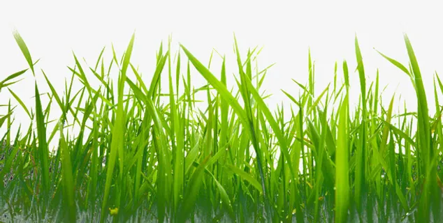 绿色的小草免抠