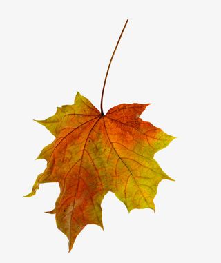 实物秋天落叶枫叶免抠