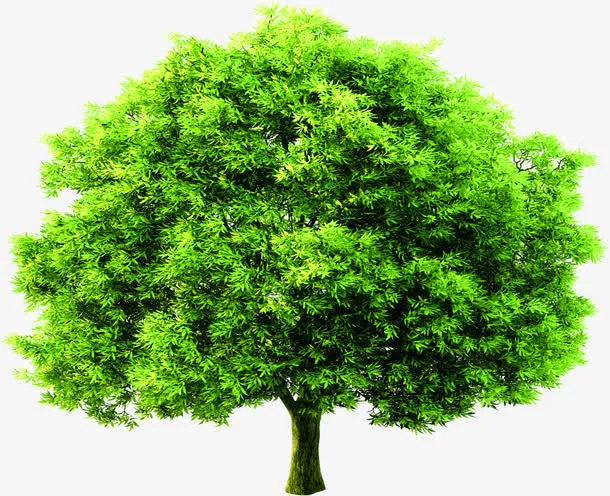 绿色植物大树景观茂密免抠