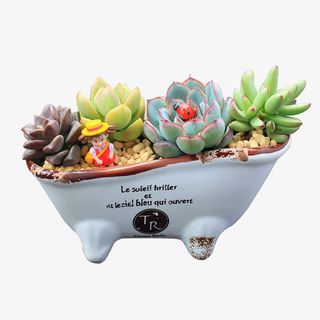 创意多肉绿色植物盆景免抠