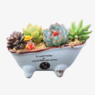 创意多肉绿色植物盆景免抠