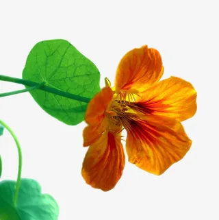 旱金莲花卉免抠