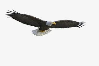 翱翔在天空的雄鹰免抠