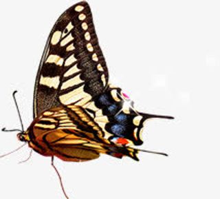 飞舞春天蝴蝶风光设计免抠