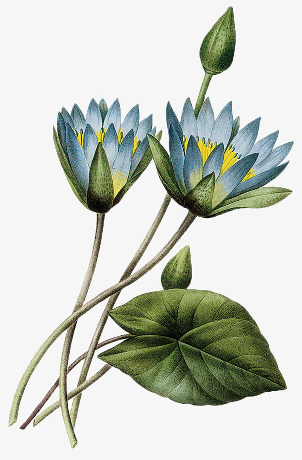 蓝色莲花免抠