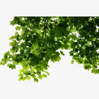 树叶免抠