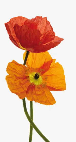 手绘虞美人免抠