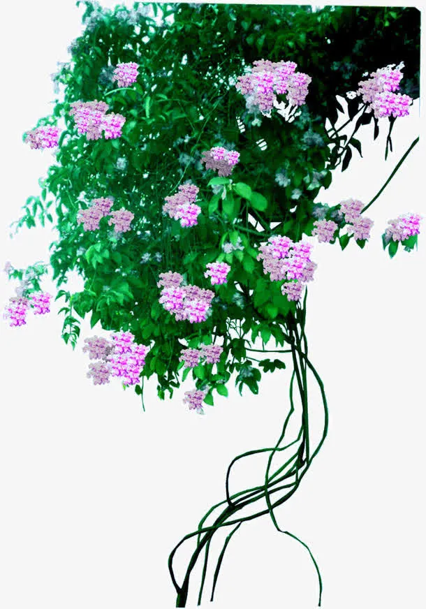绿叶花朵免抠