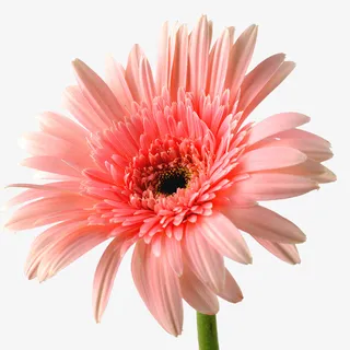 文艺小清新装饰海报装饰非洲菊免抠