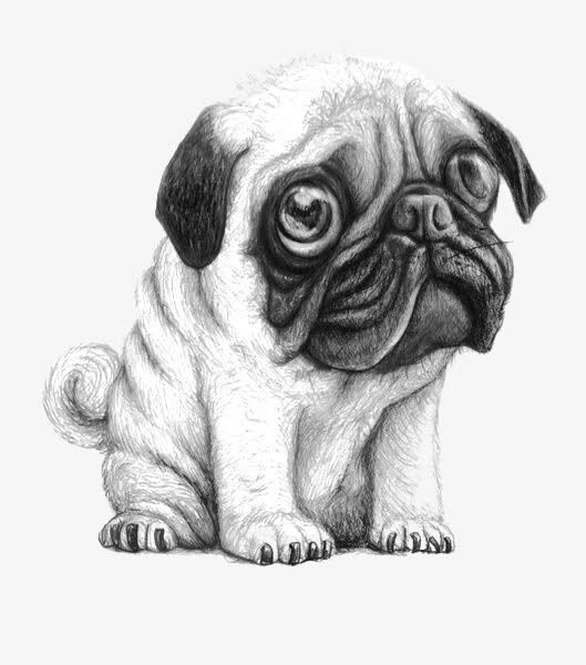 手绘沙皮犬免抠