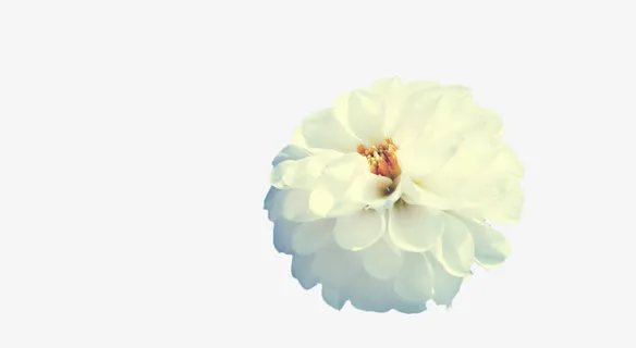 绽放的山茶花免抠 绽放的山茶花免抠